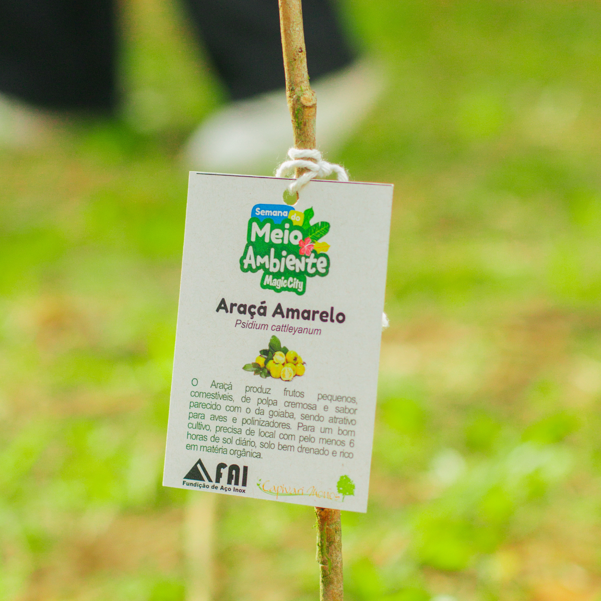Dia Mundial do Meio Ambiente